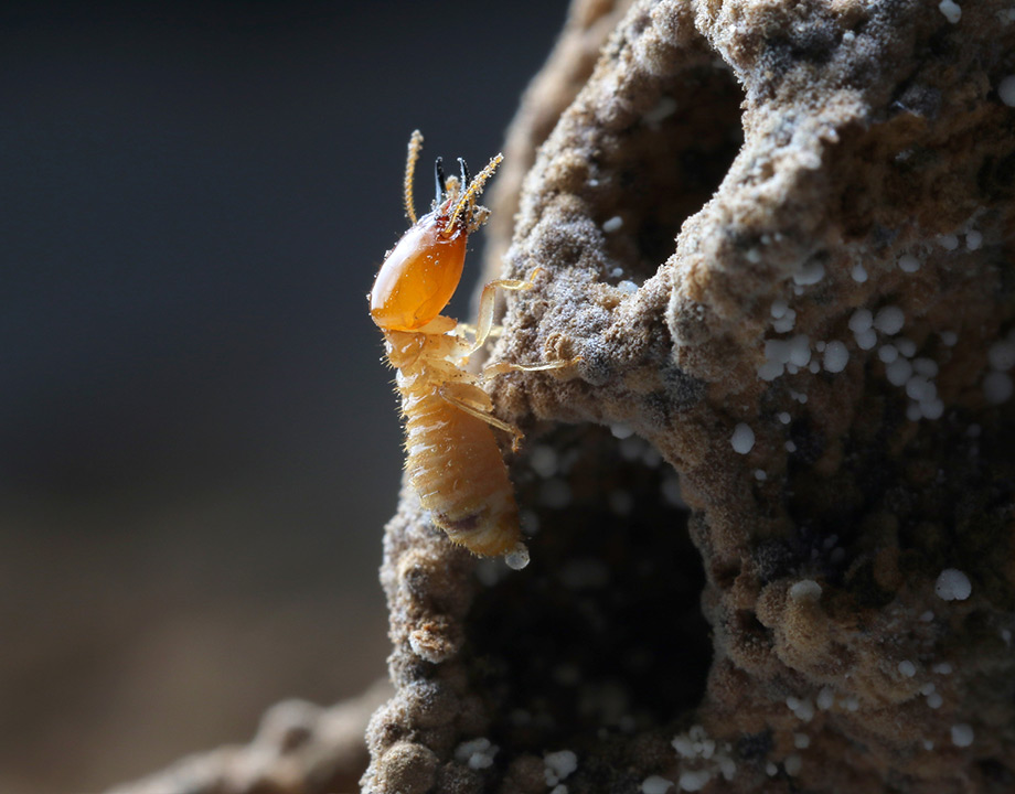 Termites Nest Structure