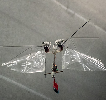 insect drone camera