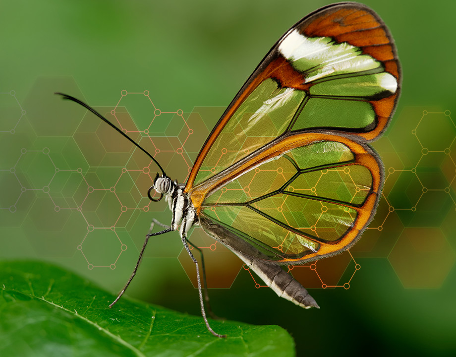 Butterfly Wings Transform Glass ASME