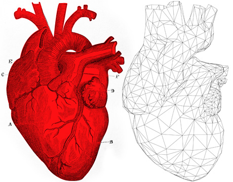 Heart Anatomy  The Texas Heart Institute