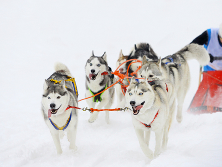 Husky best sale sled team